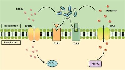 Advances in the mechanism of metformin with wide-ranging effects on regulation of the intestinal microbiota